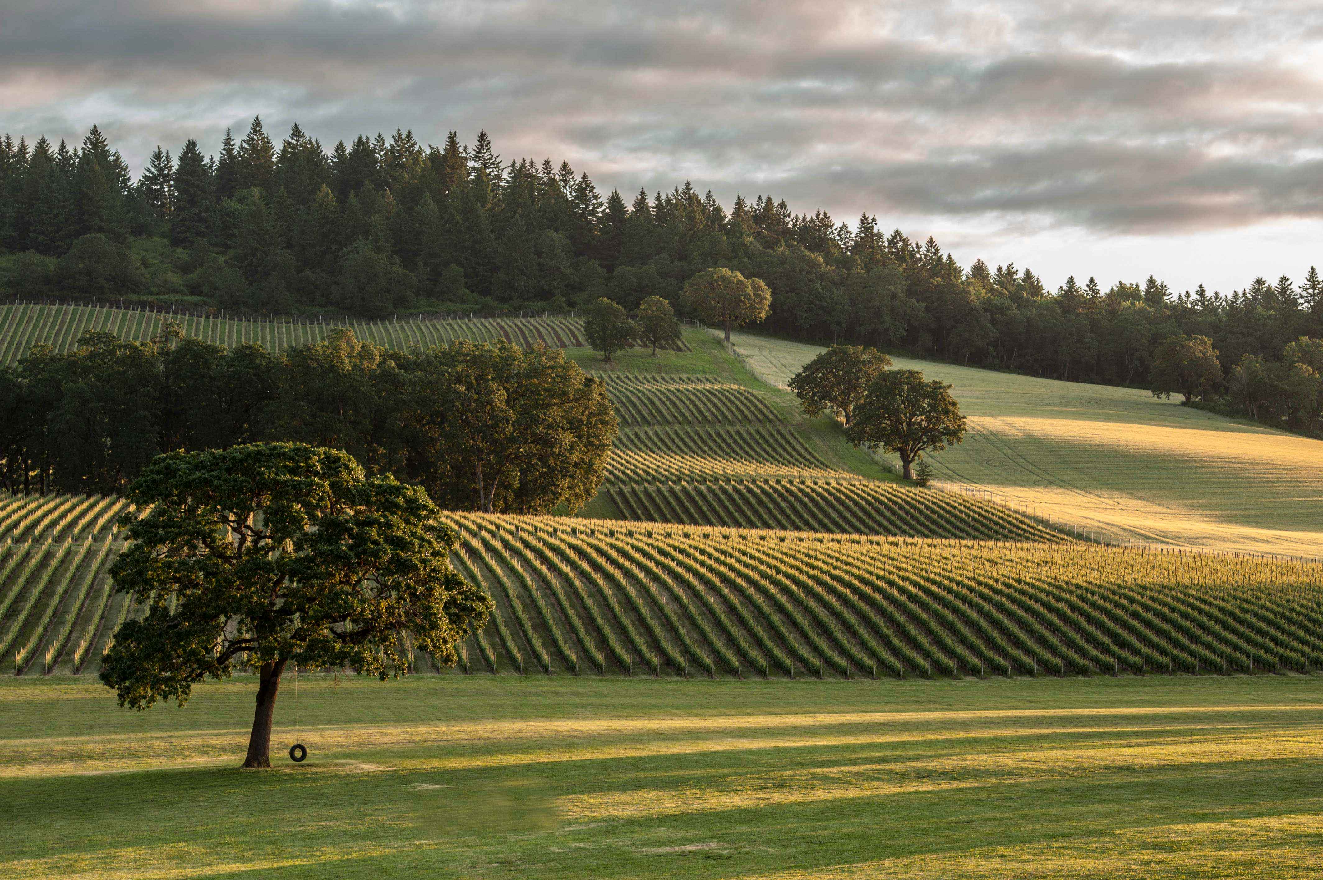 Stoller Family Estate Winery Oregon Wine
