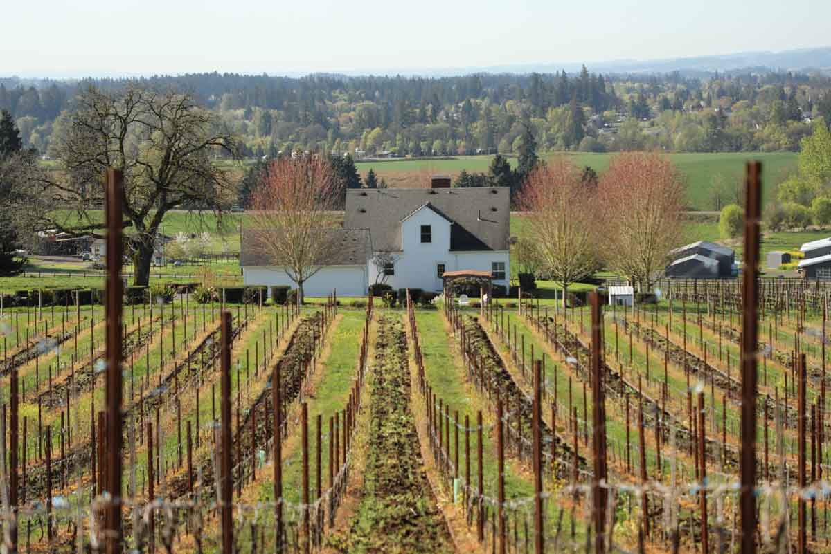 Stage One of Pinot Noir: the Bud Break