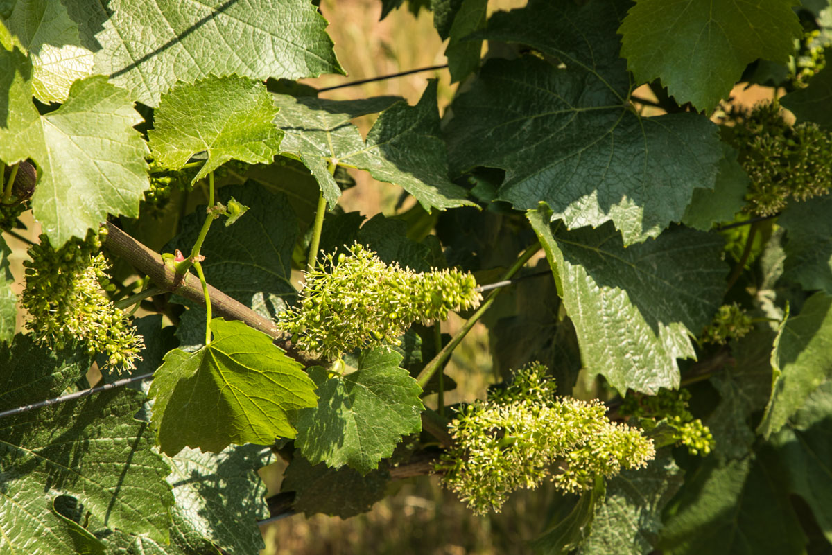 June Bloom Stoller Family Estate Wines