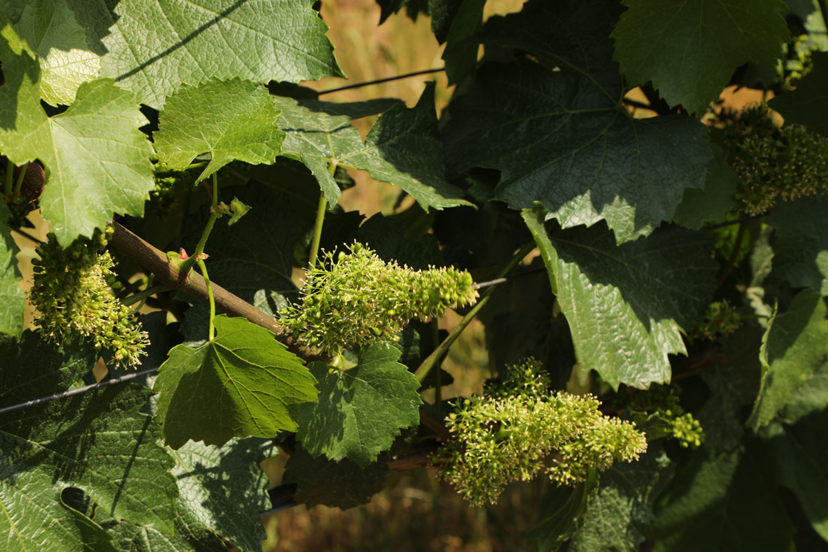 June Bloom in the Vineyard