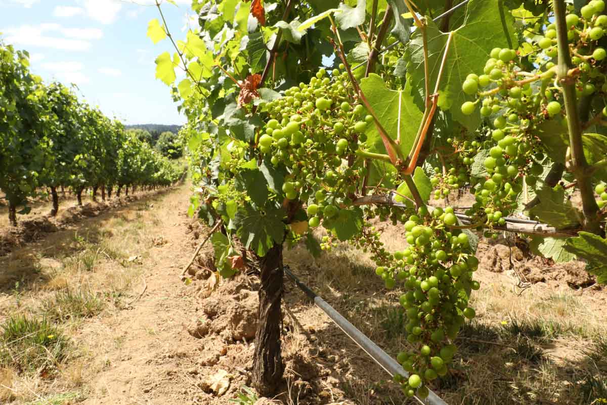 Flying High Through the Vineyard