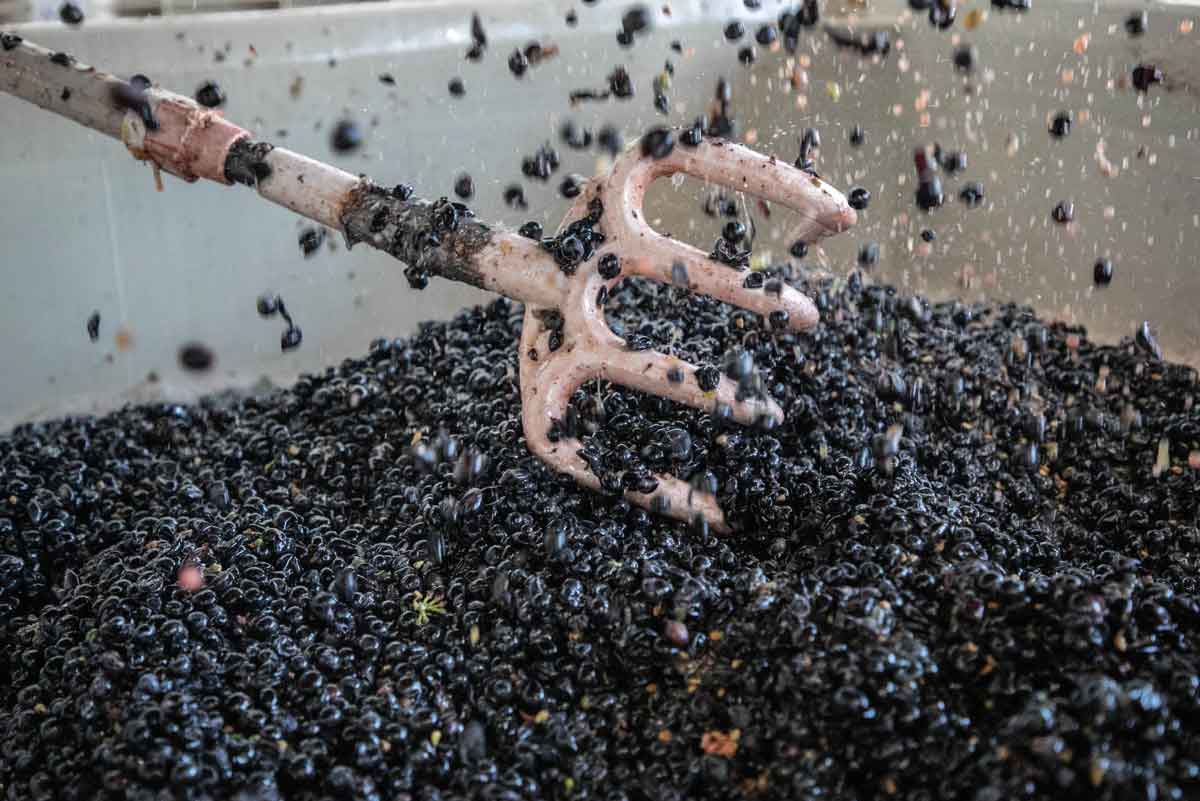 Hand-Sorting Grapes to Perfection