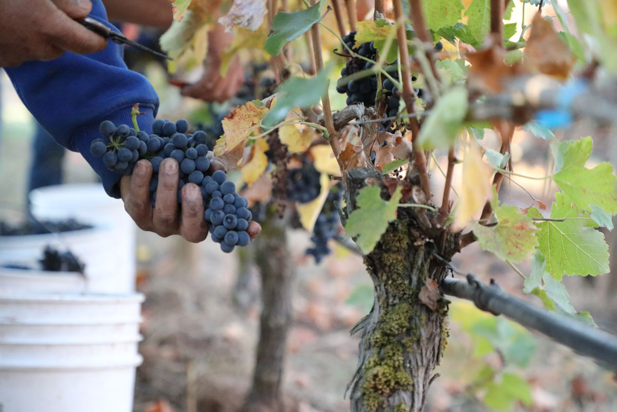 Syrah Makes the Last Pick