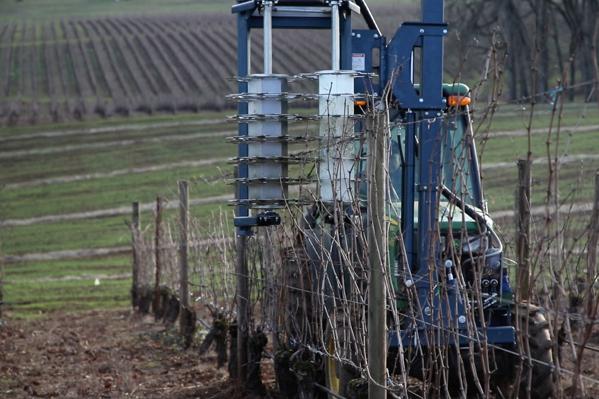 Pre-Pruning to Prepare the Vineyard