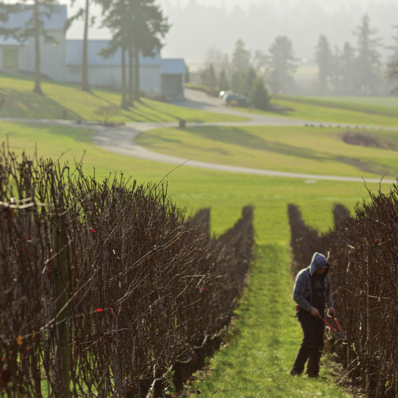 A Year In The Vineyard Pruning