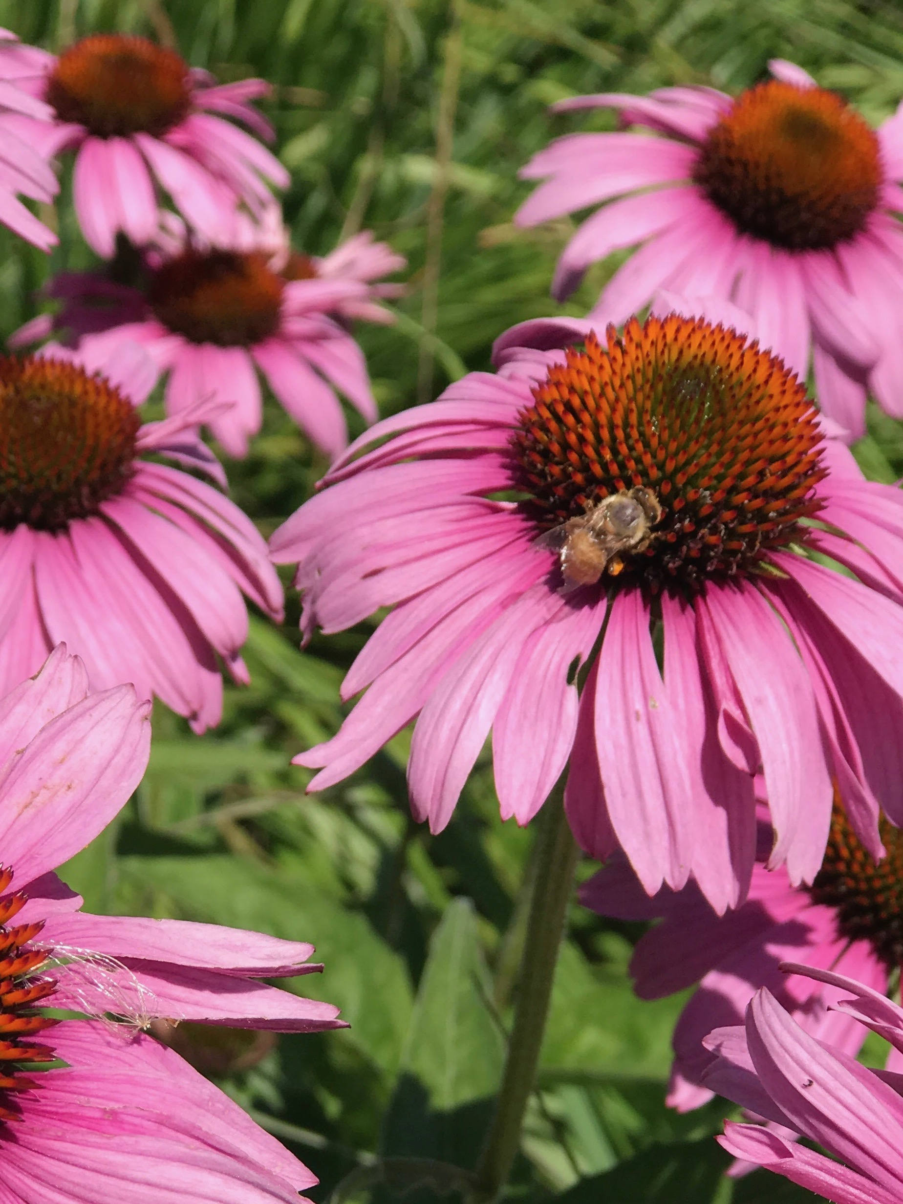 Stoller Experience Center Garden Bee Tour